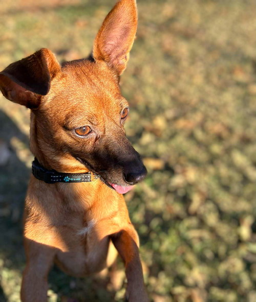 picture of the dog needing adoption