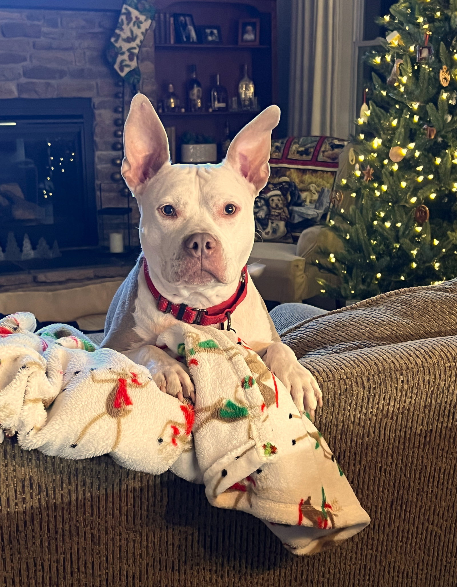 Jack - ADOPTED!