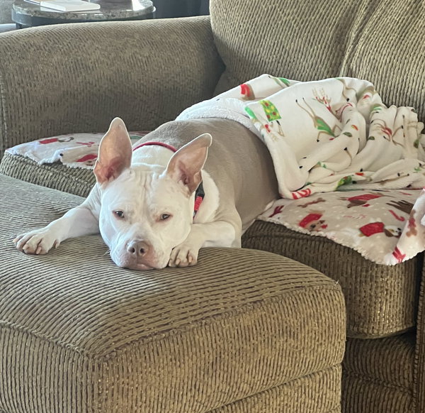 Jack - ADOPTED!