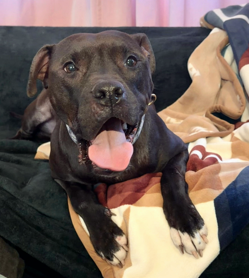 picture of the dog needing adoption