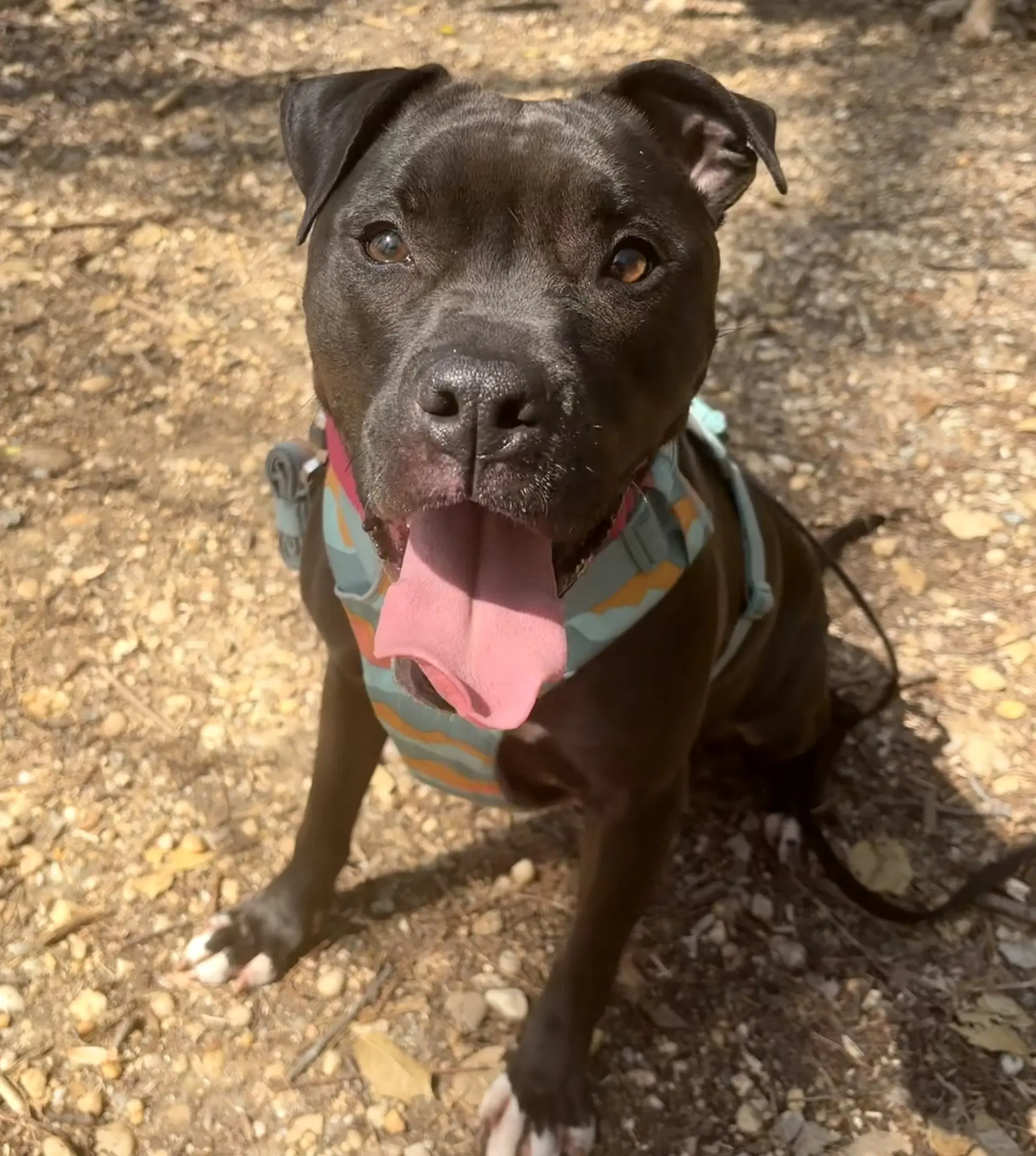Magnolia Maggie - American Staffordshire Terrier