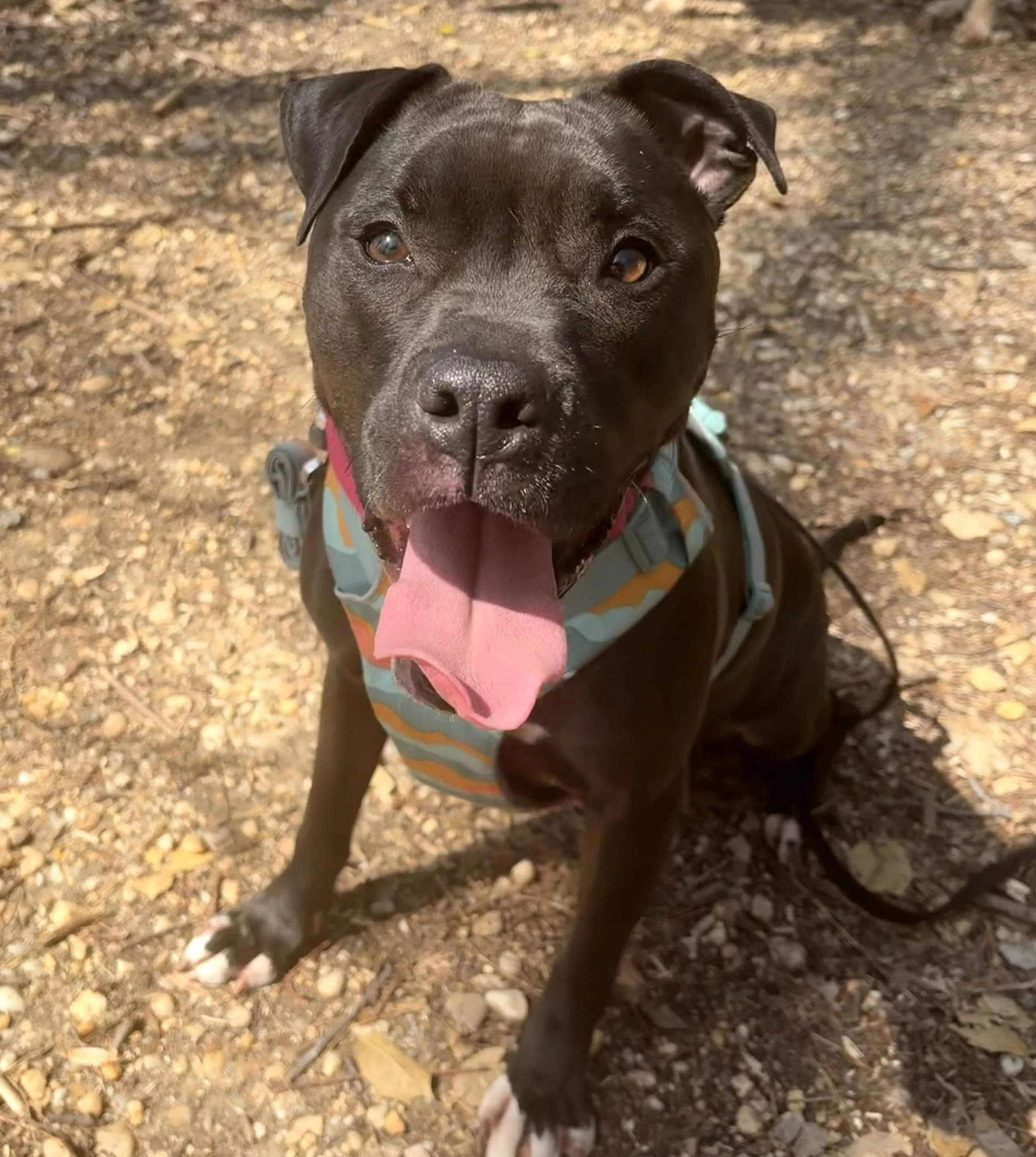Magnolia Maggie