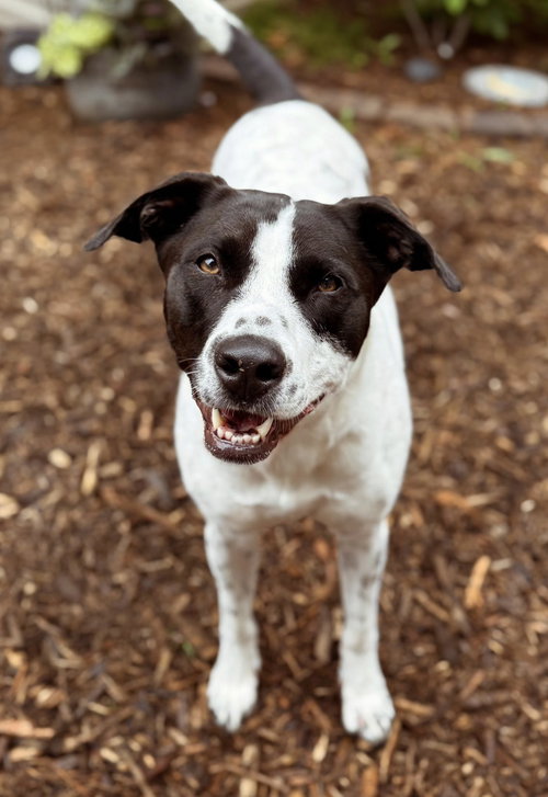 picture of the dog needing adoption