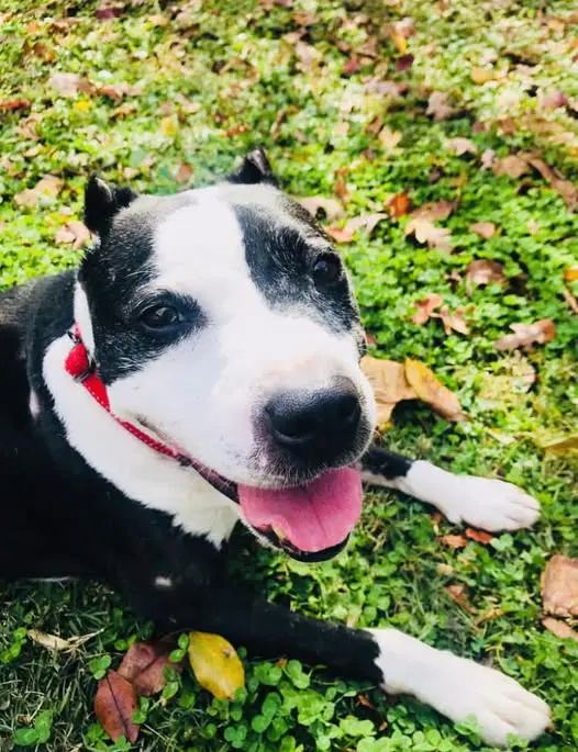 Trevor - American Staffordshire Terrier