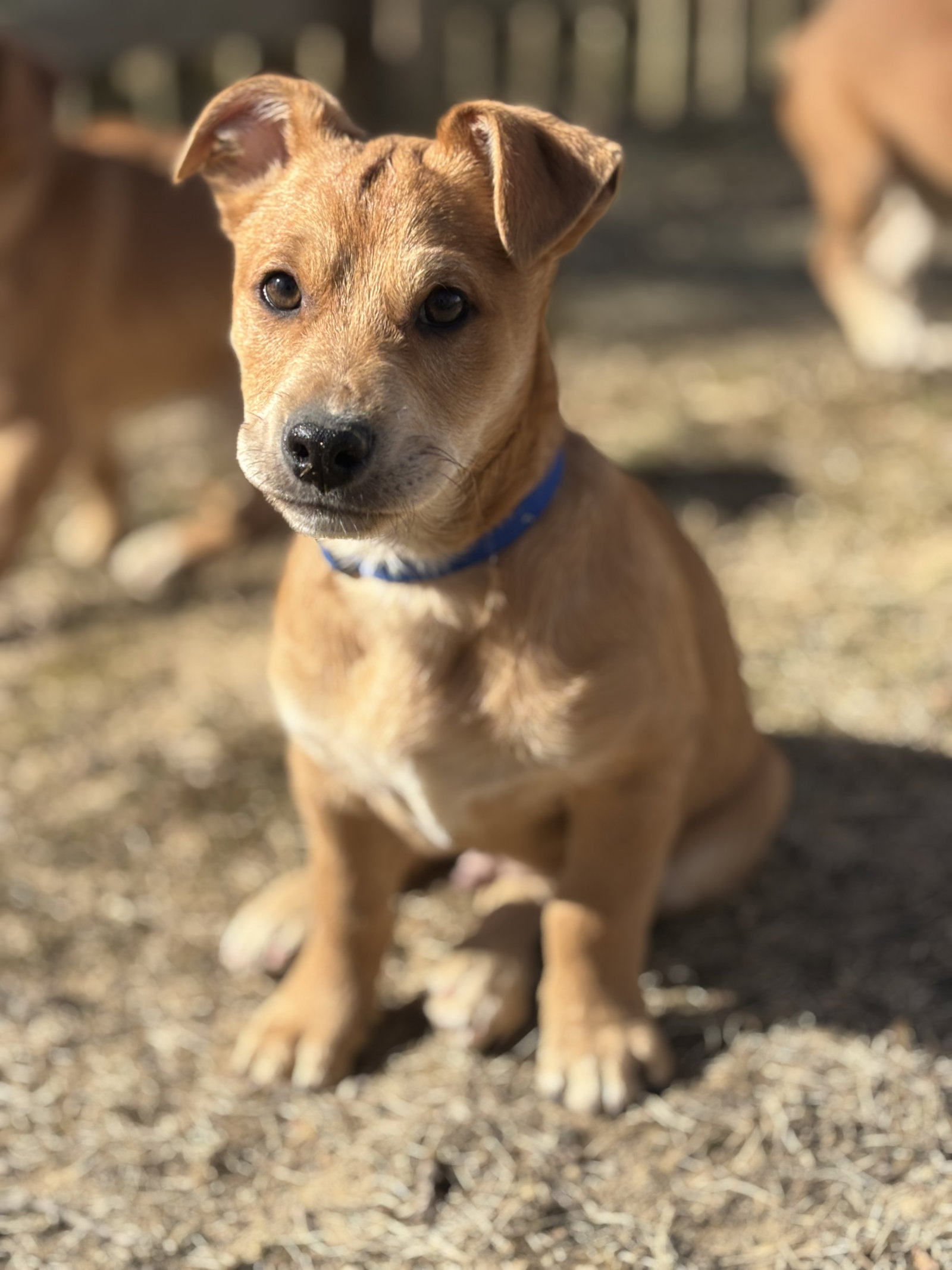 Scrappy Doo