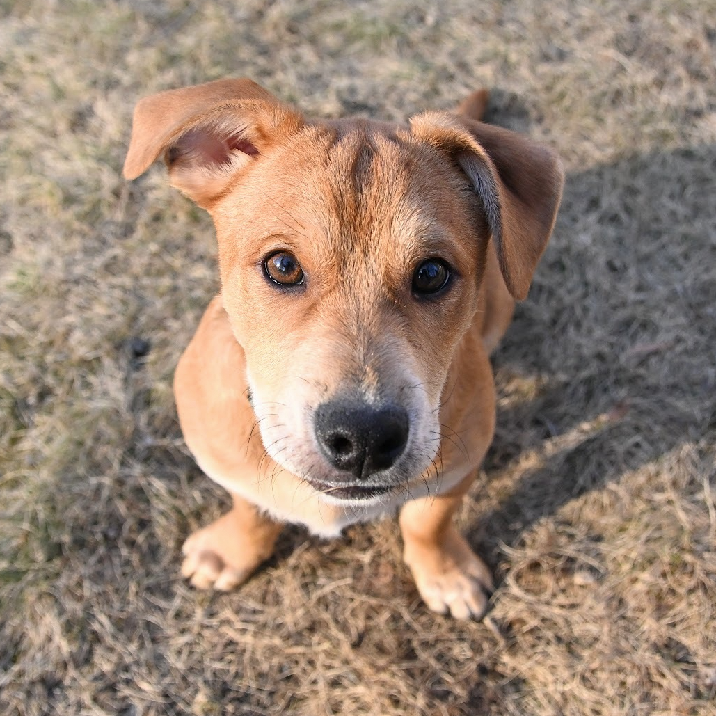 Beagle