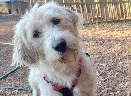 picture of the dog needing adoption