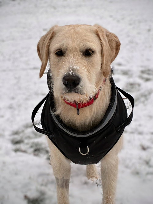 Steve - ADOPTED!, an adoptable Golden Retriever in Arlington, VA
