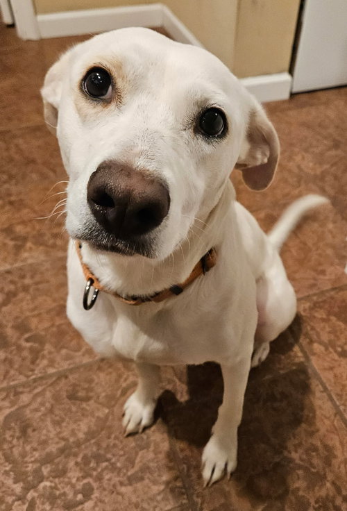 picture of the dog needing adoption