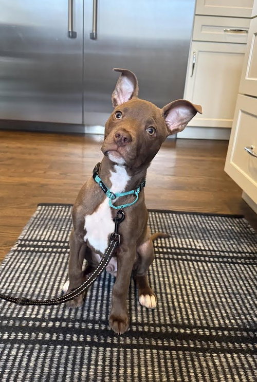 picture of the dog needing adoption