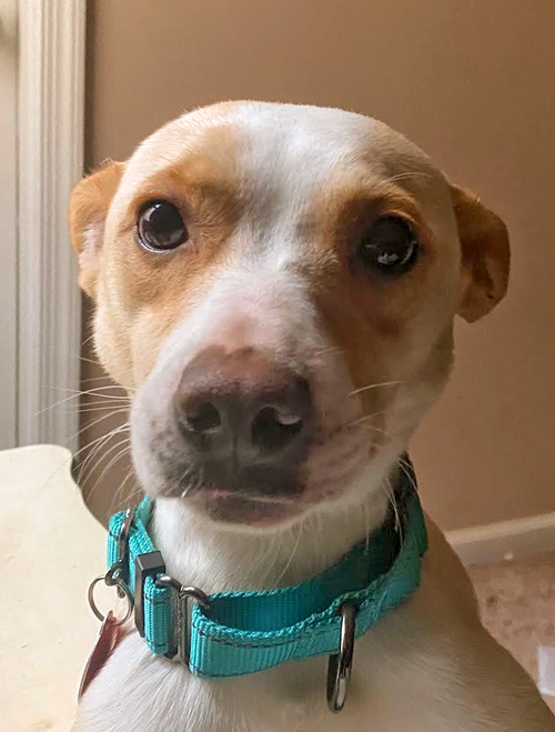 picture of the dog needing adoption