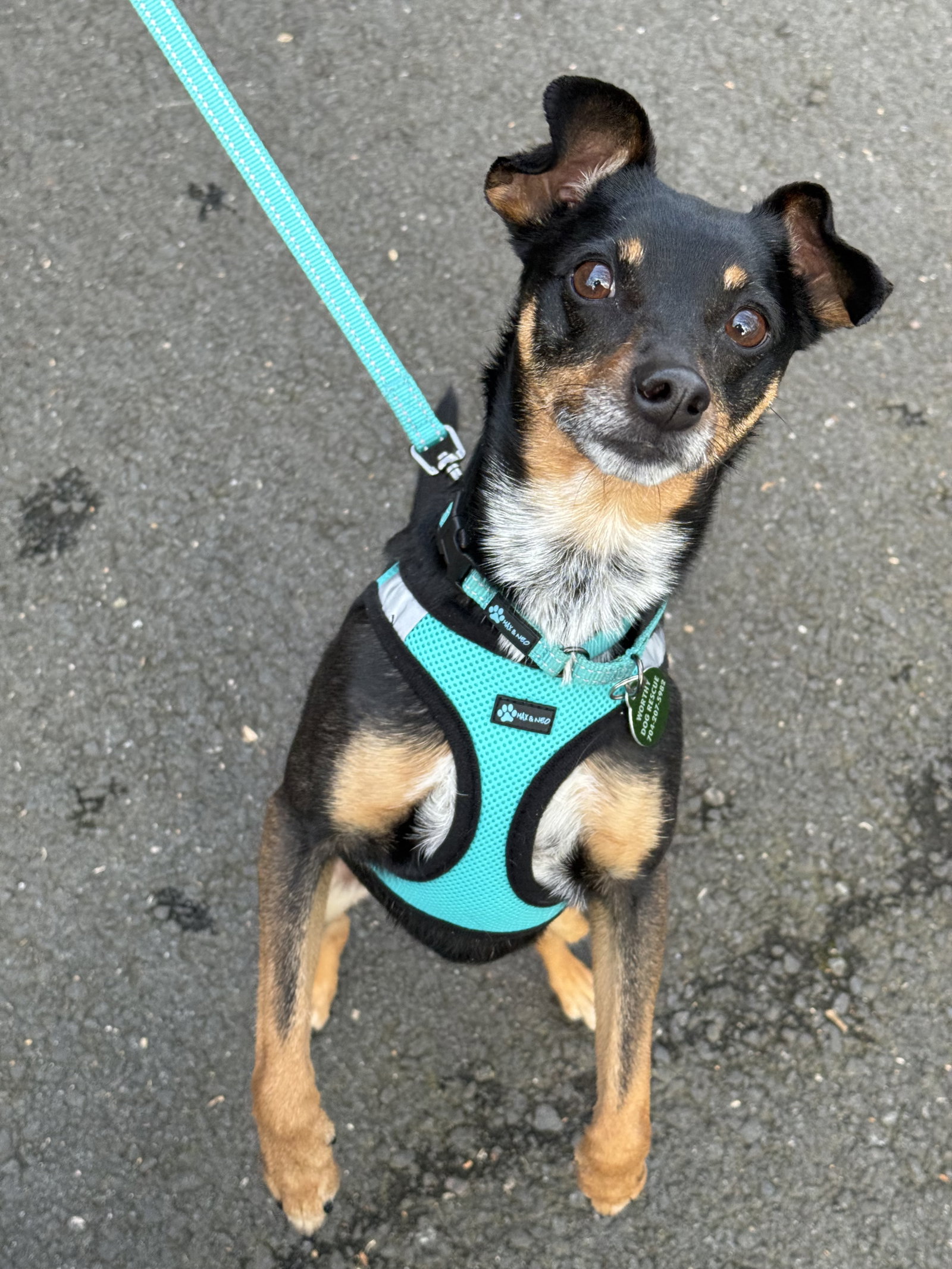 Noel - ADOPTED!!