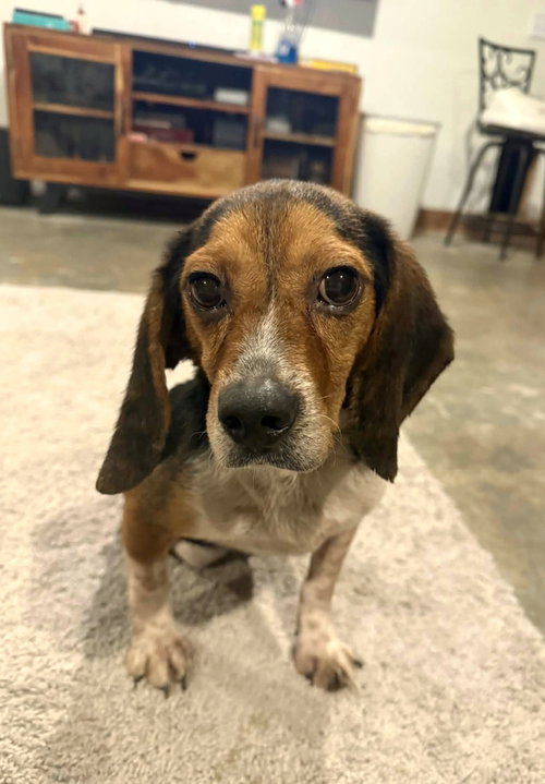 Biggie Smalls - ADOPTION PENDING!, an adoptable Beagle in Arlington, VA