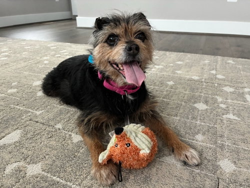 Lolli, an adoptable Terrier in Arlington, VA