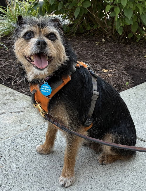 Lolli, a dog for adoption from Worthy Dog Rescue