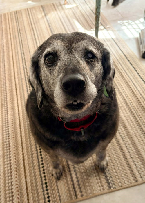 picture of the dog needing adoption