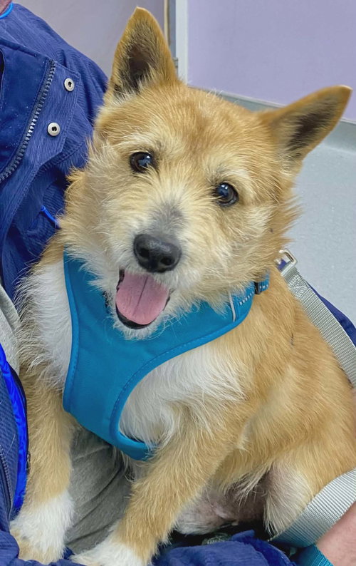 picture of the dog needing adoption