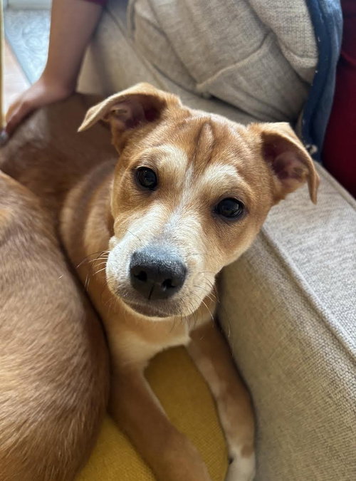 Shaggy, an adoptable Unknown breed in Arlington, VA