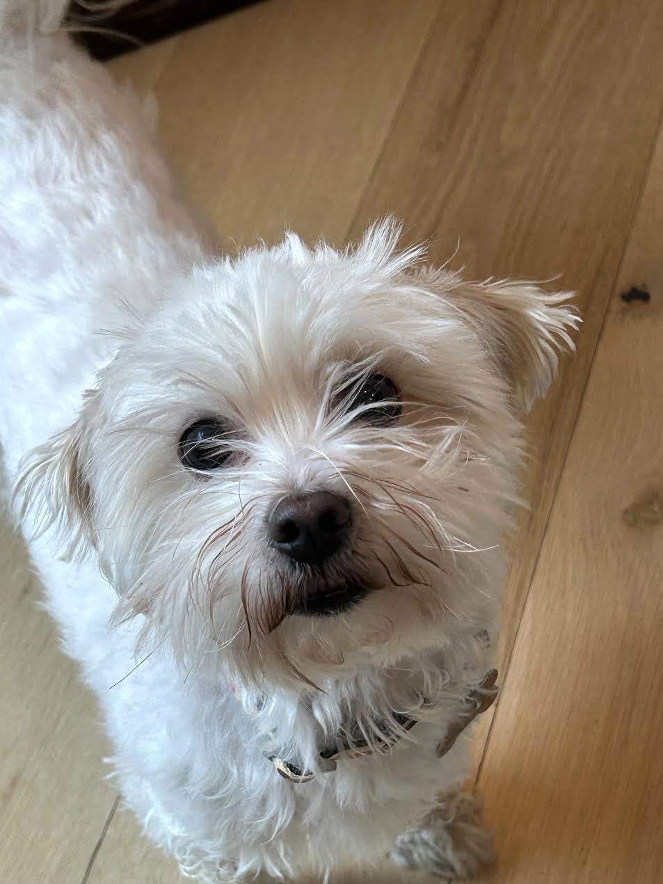 Nilla
