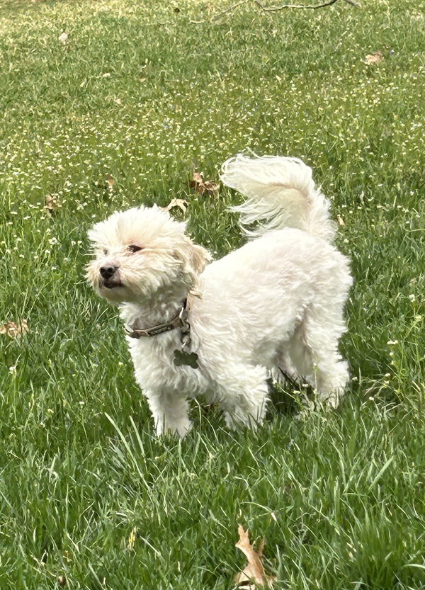 Nilla