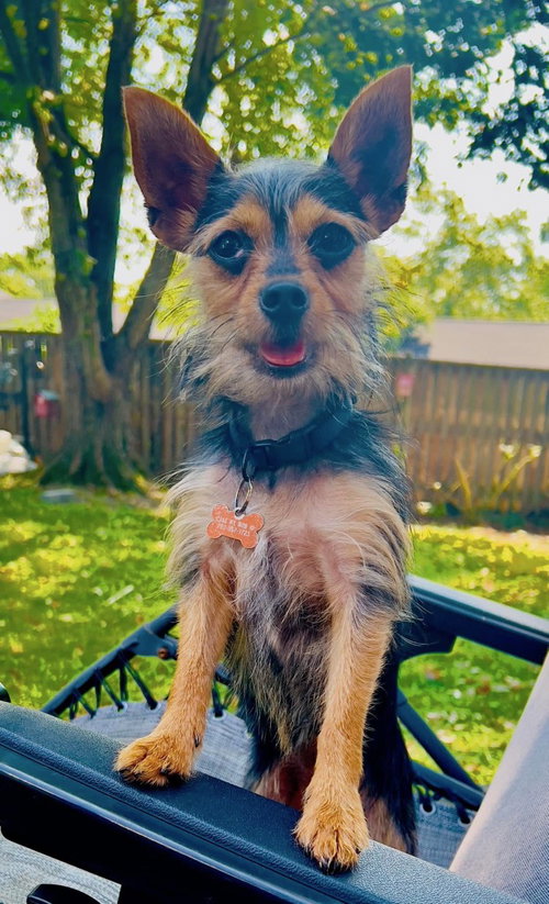 Muffin, an adoptable Yorkshire Terrier Yorkie in Arlington, VA
