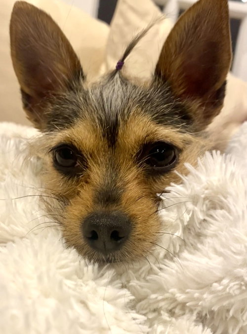picture of the dog needing adoption