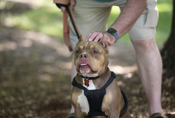 Boomer - ADOPTION PENDING!!