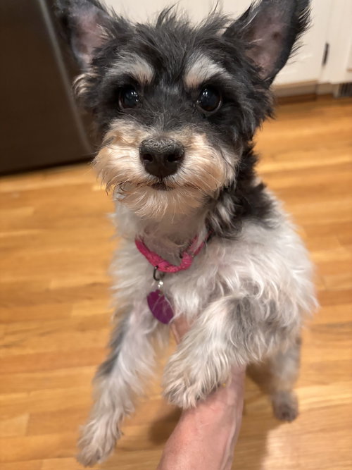 Brooklyn, an adoptable Yorkshire Terrier Yorkie in Arlington, VA