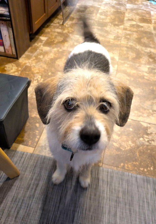 picture of the dog needing adoption