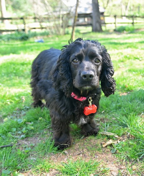 Bella, an adoptable Cocker Spaniel in Arlington, VA