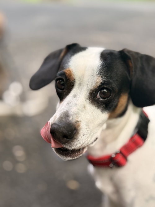 Petal - ADOPTED!, an adoptable Beagle in Arlington, VA