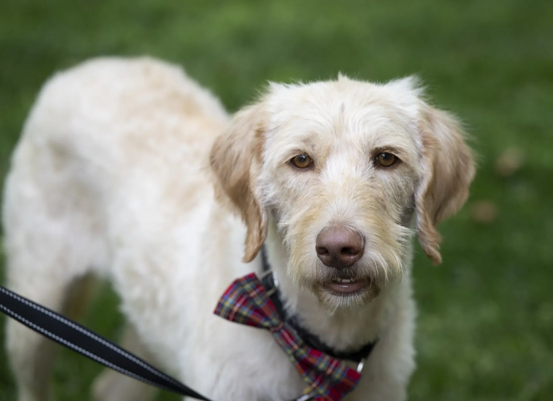 Scottie - Labrador Retriever