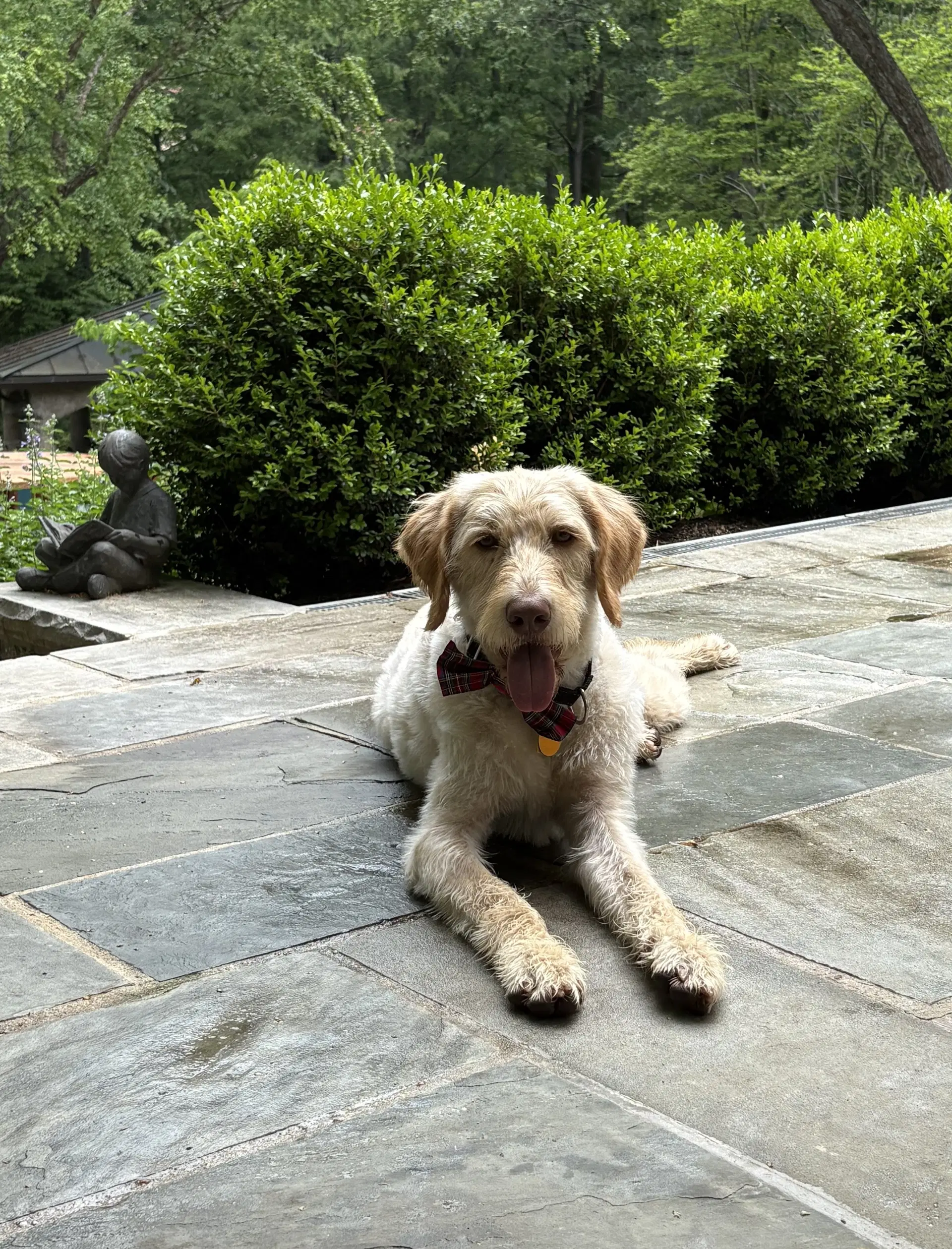 Scottie image 3