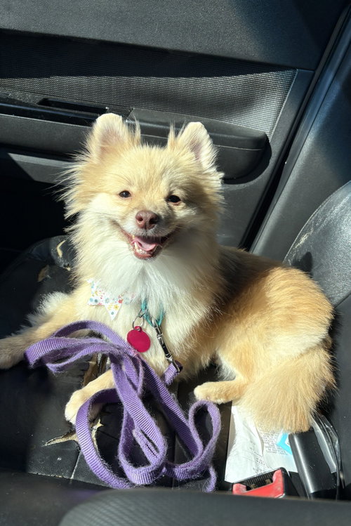 Stella, an adoptable Pomeranian in Arlington, VA