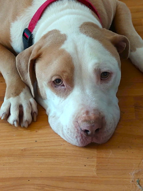 Teddy, an adoptable Bulldog in Arlington, VA