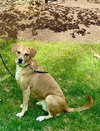 Gypsy - Photo 4
