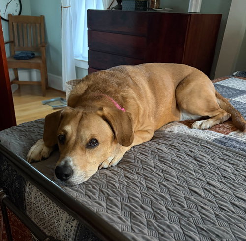 GYPSY - Labrador Retriever available for adoption
