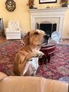 Gypsy - Photo 3
