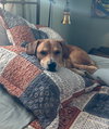 Gypsy - Photo 5