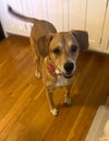 Gypsy - Photo 1