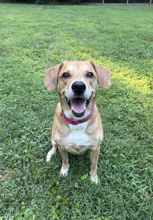 GYPSY - Labrador Retriever / Beagle for adoption in Alexandria
