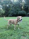 Gypsy - Photo 5