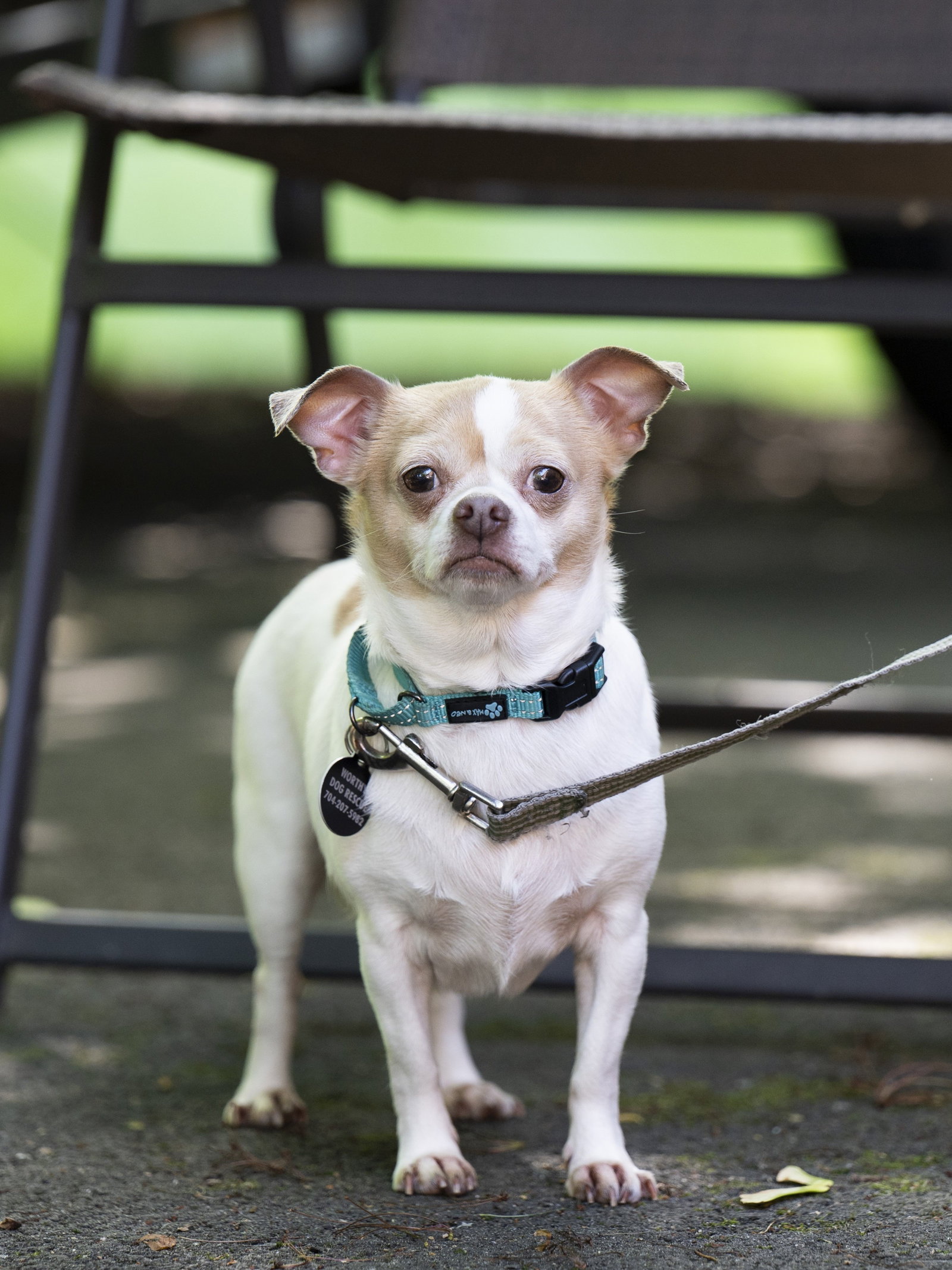 Lulu - ADOPTION PENDING!