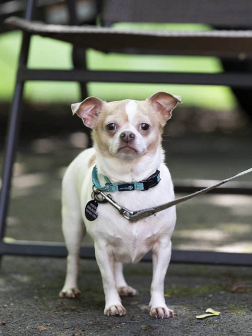 Lulu - ADOPTION PENDING!, an adoptable Chihuahua in Arlington, VA