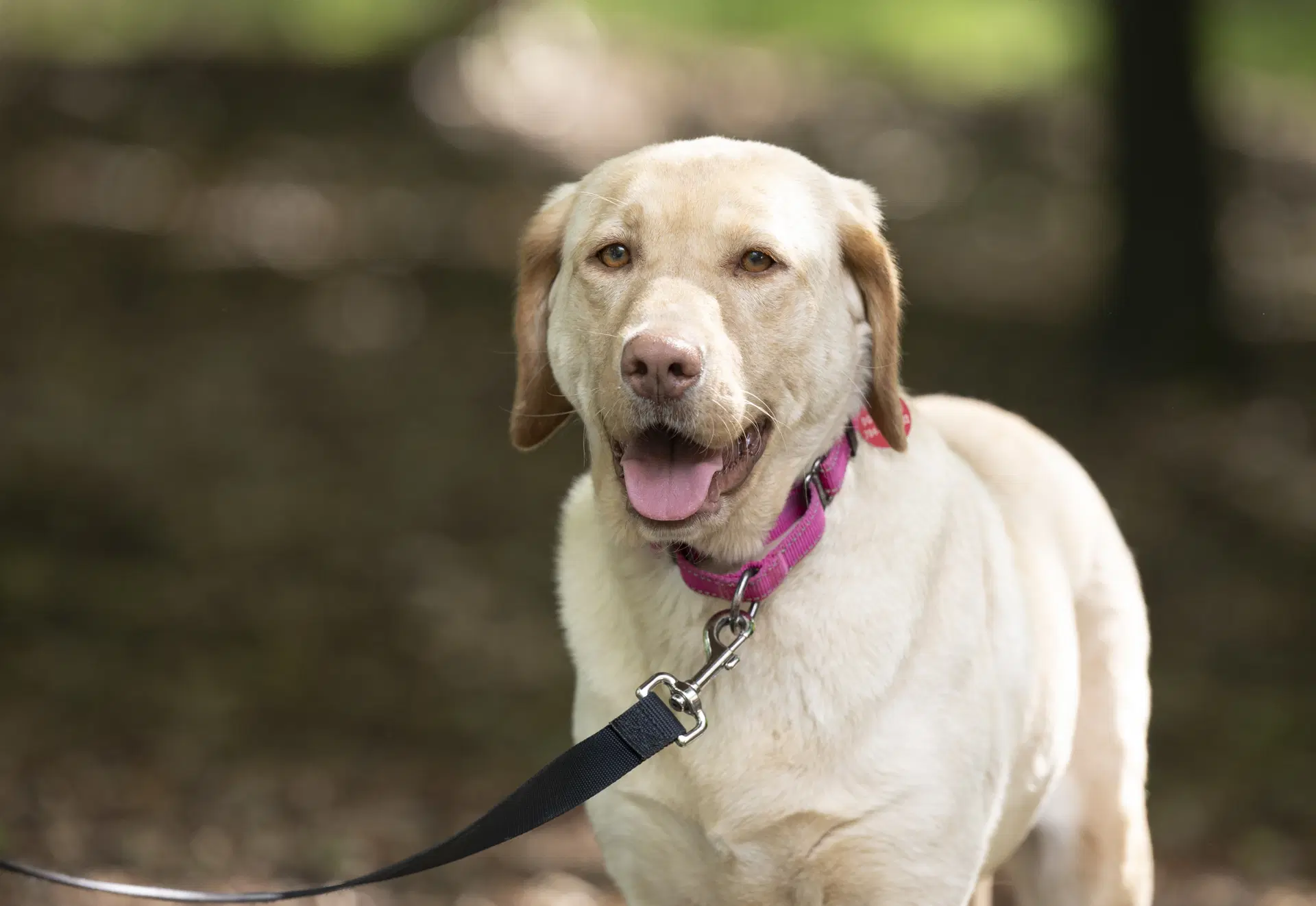 Rosie - Labrador Retriever