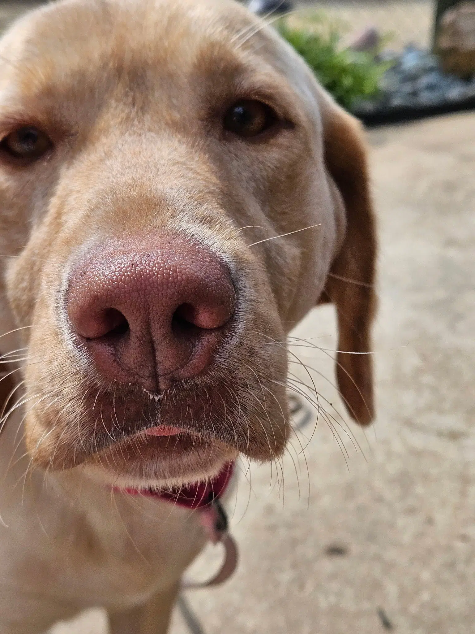 Rosie image 2
