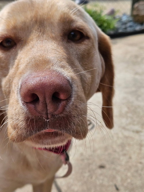 Rosie, an adoptable Labrador Retriever in Arlington, VA