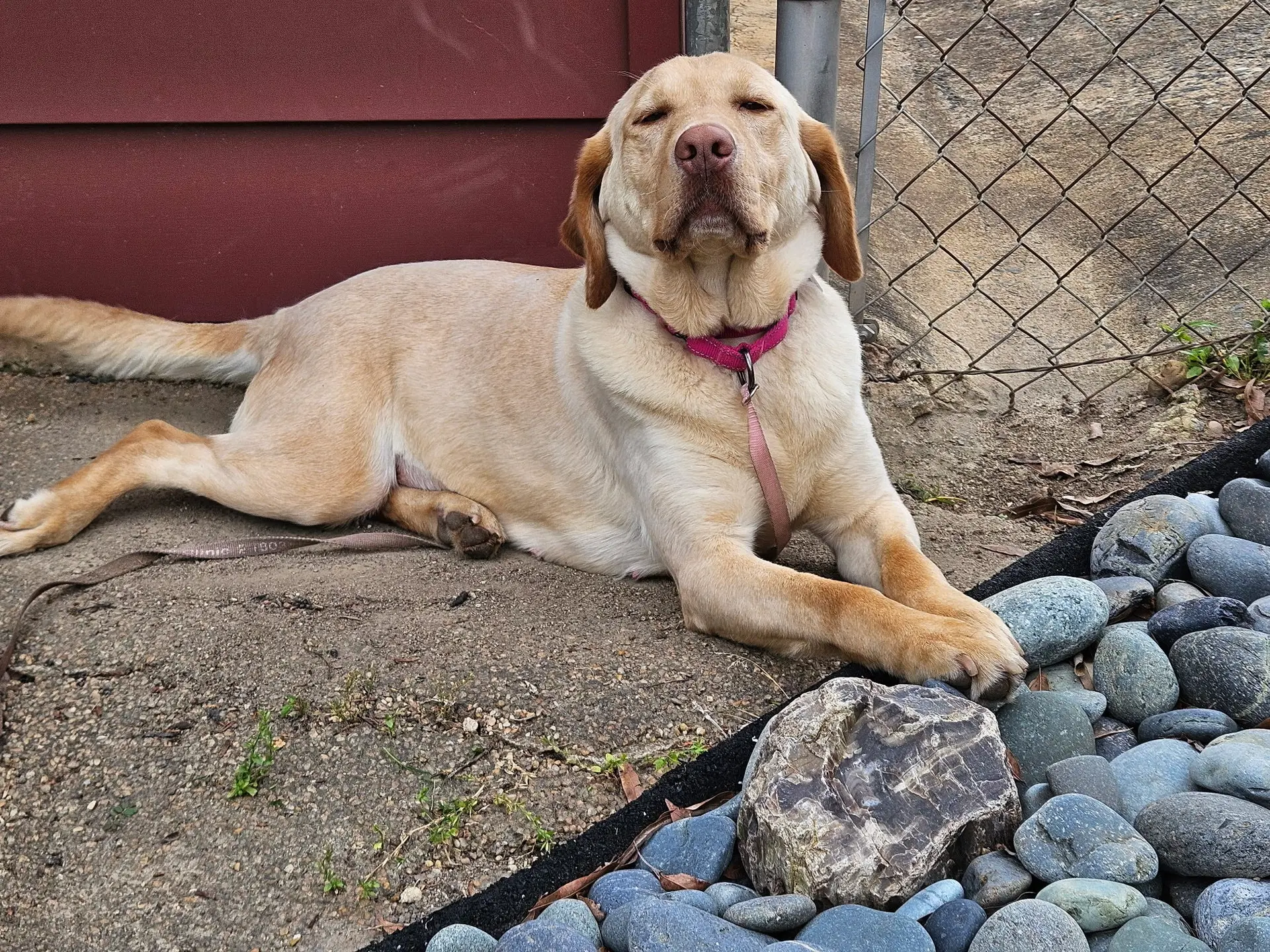 Rosie image 4