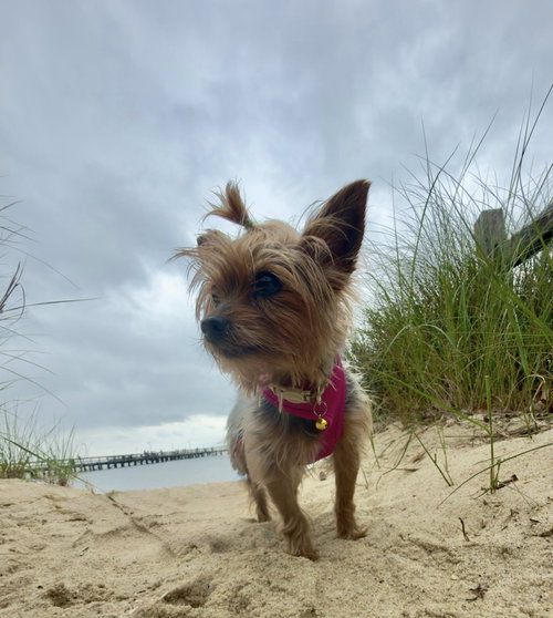Penny photo 14