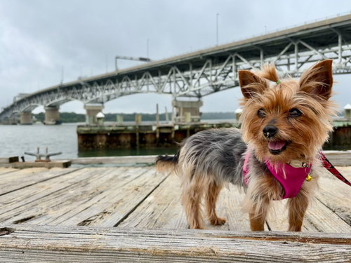 Penny photo 6